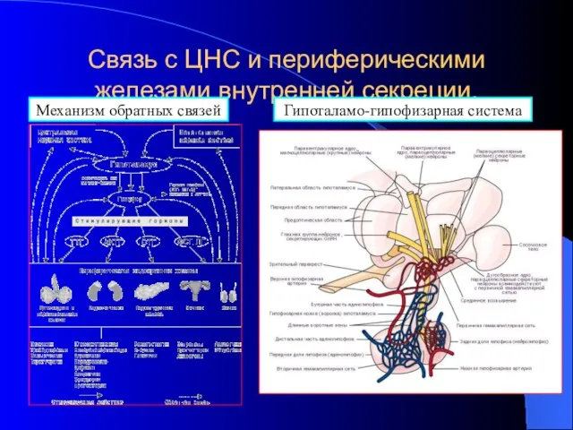 Связь с ЦНС и периферическими железами внутренней секреции. Механизм обратных связей Гипоталамо-гипофизарная система