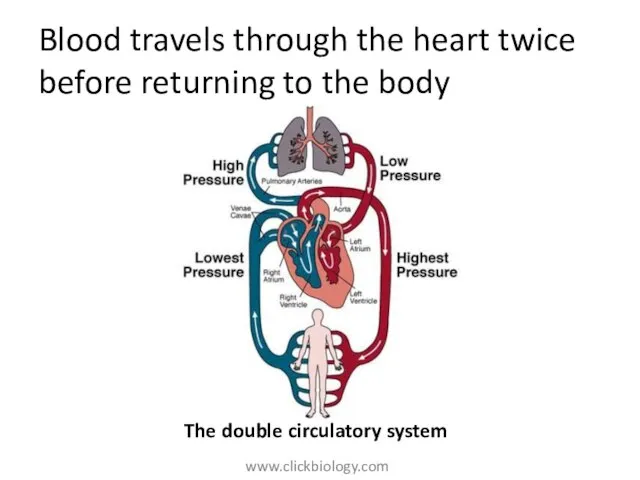 Blood travels through the heart twice before returning to the body The double circulatory system