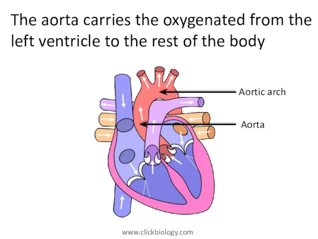 The aorta carries the oxygenated from the left ventricle to the