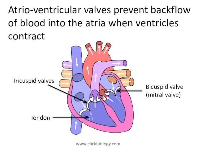 Atrio-ventricular valves prevent backflow of blood into the atria when ventricles