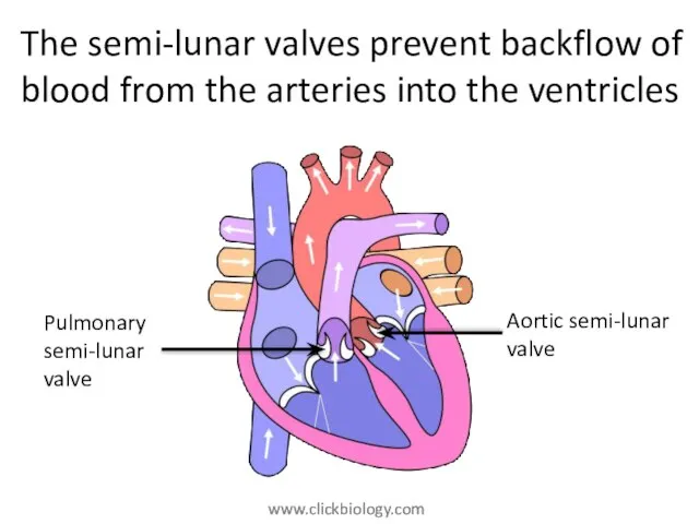 The semi-lunar valves prevent backflow of blood from the arteries into