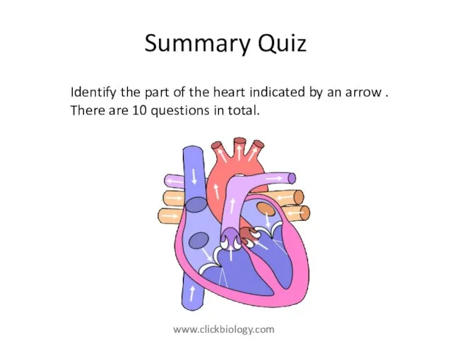 Summary Quiz Identify the part of the heart indicated by an