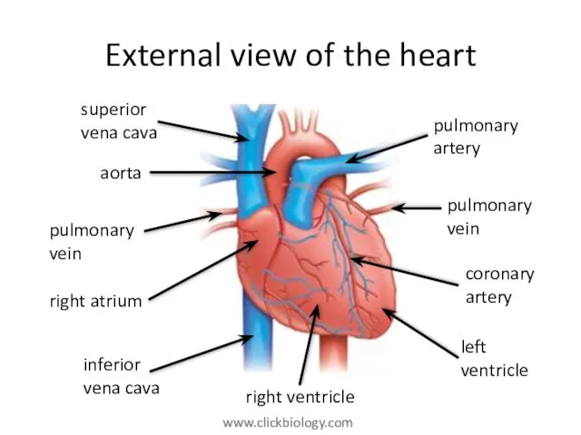 External view of the heart pulmonary artery pulmonary vein coronary artery