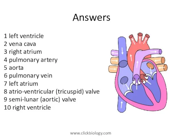 Answers 1 left ventricle 2 vena cava 3 right atrium 4