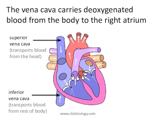 The vena cava carries deoxygenated blood from the body to the