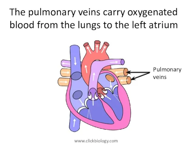 The pulmonary veins carry oxygenated blood from the lungs to the left atrium Pulmonary veins