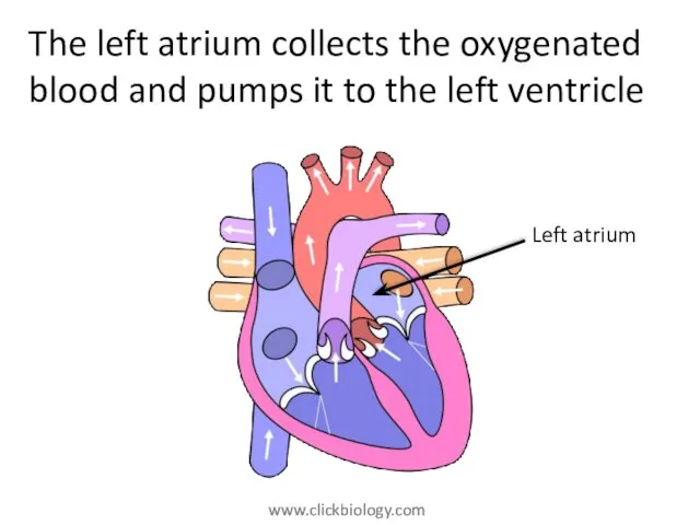 The left atrium collects the oxygenated blood and pumps it to the left ventricle Left atrium