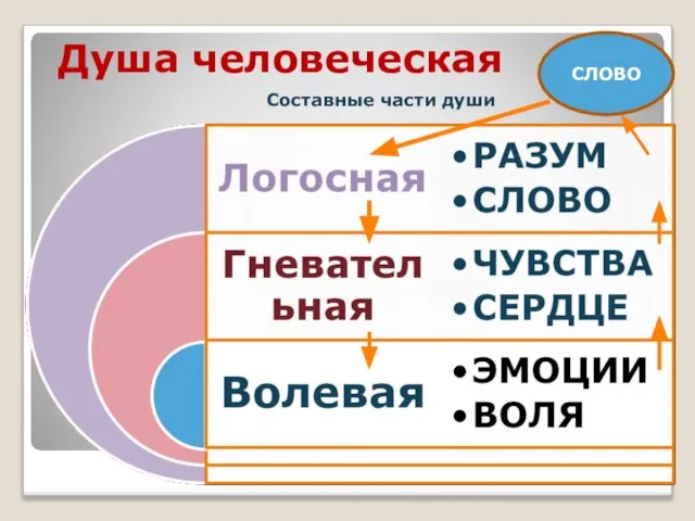 Душа человеческая Составные части души СЛОВО