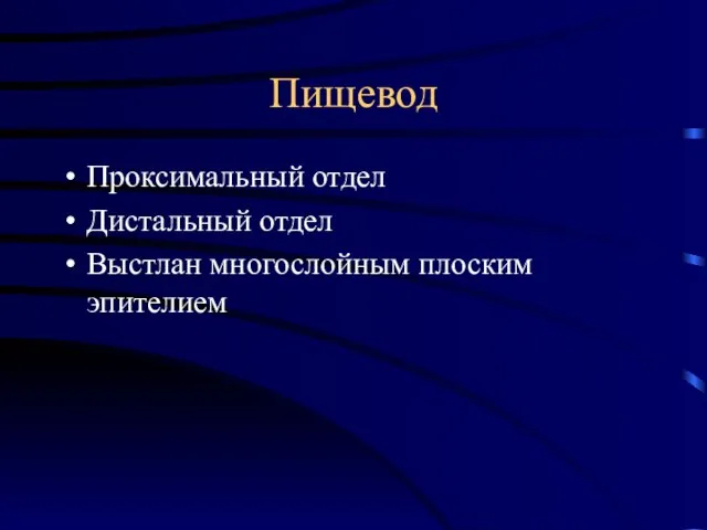 Пищевод Проксимальный отдел Дистальный отдел Выстлан многослойным плоским эпителием