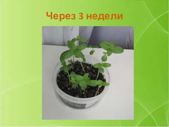 Через 3 недели