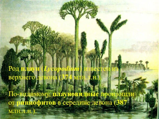 Род плаун (Lycopodium) известен из верхнего девона (374 млн.л.н.). По-видимому, плауновидные