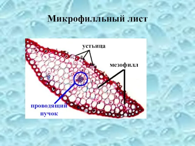 Микрофилльный лист устьица мезофилл проводящий пучок