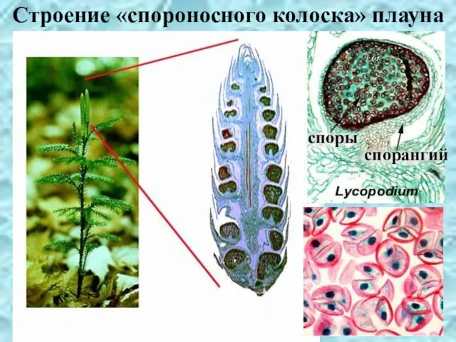 Строение «спороносного колоска» плауна спорангий споры