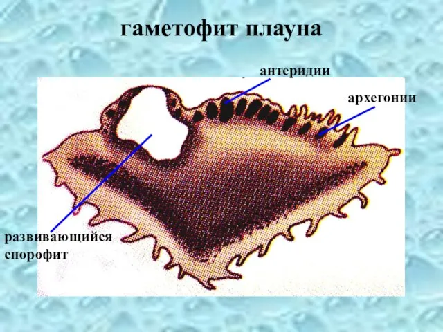 гаметофит плауна развивающийся спорофит антеридии архегонии