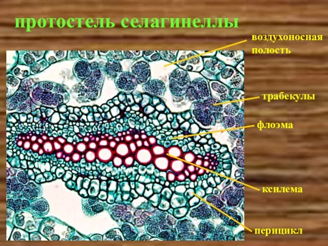 протостель селагинеллы воздухоносная полость трабекулы флоэма ксилема перицикл