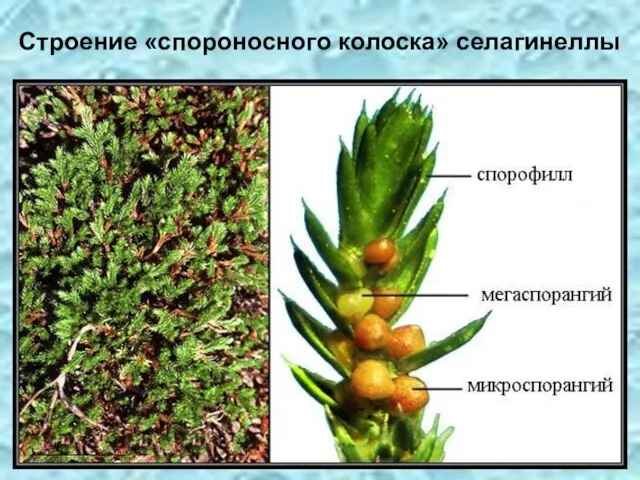 Строение «спороносного колоска» селагинеллы