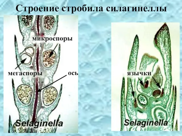 Строение стробила силагинеллы язычки мегаспоры микроспоры ось