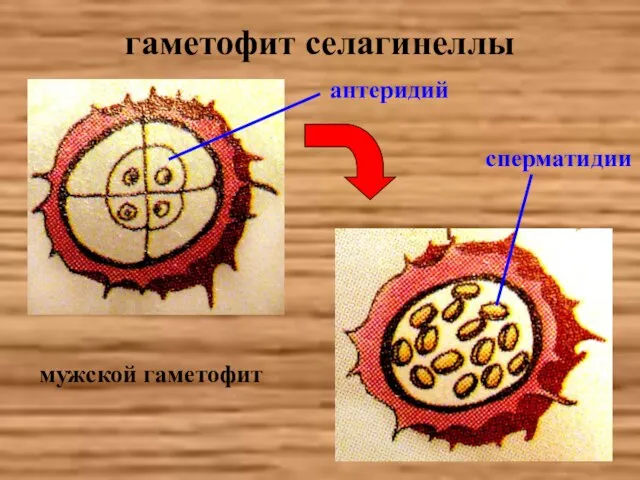 гаметофит селагинеллы мужской гаметофит антеридий сперматидии