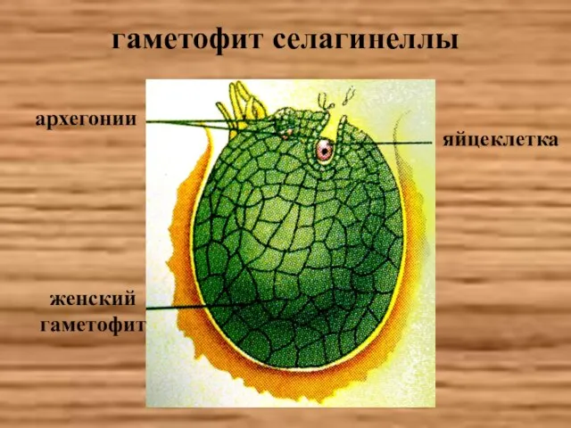 гаметофит селагинеллы архегонии яйцеклетка женский гаметофит