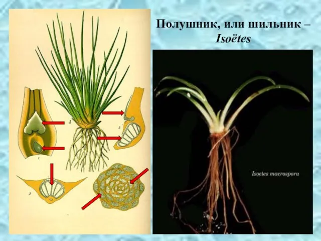Полушник, или шильник – Isoëtes