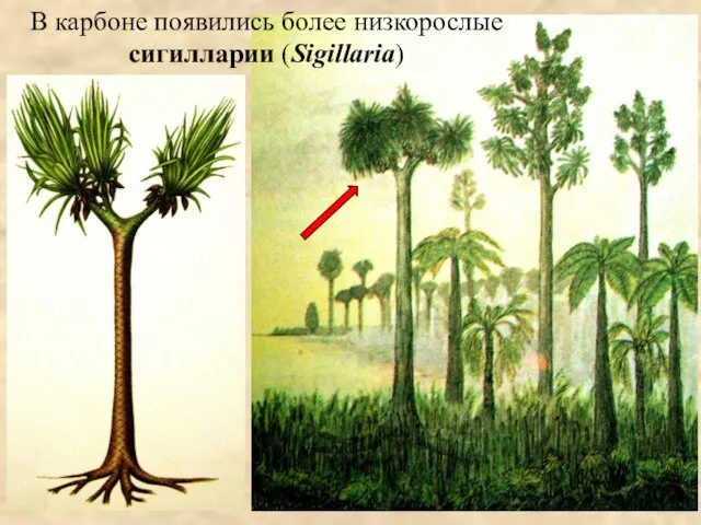 В карбоне появились более низкорослые сигилларии (Sigillaria)