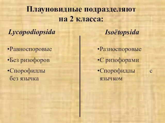 Плауновидные подразделяют на 2 класса: Lycopodiopsida Isoëtopsida Равноспоровые Без ризофоров Спорофиллы