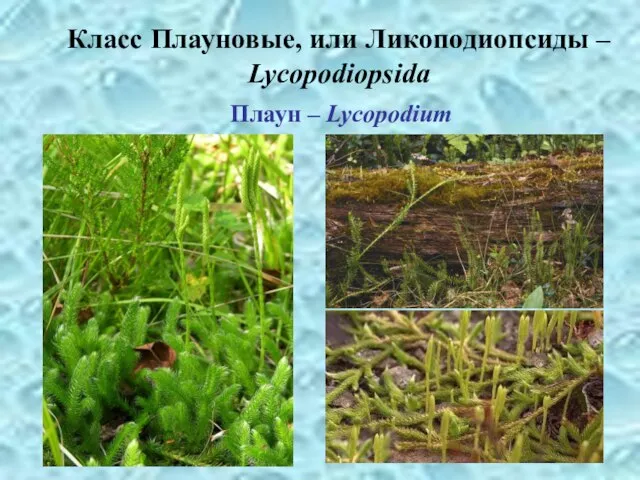 Плаун – Lycopodium Класс Плауновые, или Ликоподиопсиды – Lycopodiopsida