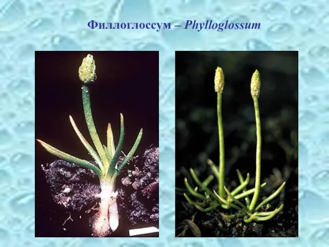 Филлоглоссум – Phylloglossum