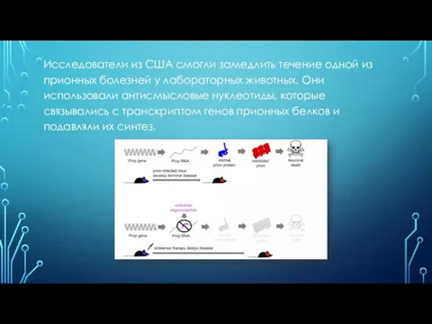 Исследователи из США смогли замедлить течение одной из прионных болезней у