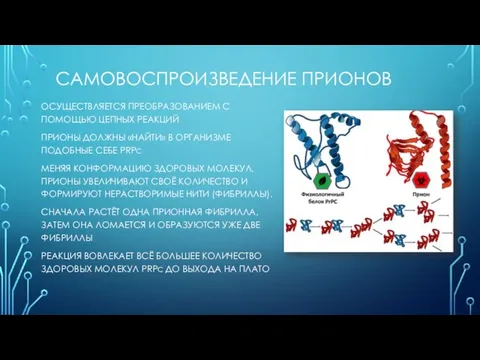 САМОВОСПРОИЗВЕДЕНИЕ ПРИОНОВ ОСУЩЕСТВЛЯЕТСЯ ПРЕОБРАЗОВАНИЕМ С ПОМОЩЬЮ ЦЕПНЫХ РЕАКЦИЙ ПРИОНЫ ДОЛЖНЫ «НАЙТИ»