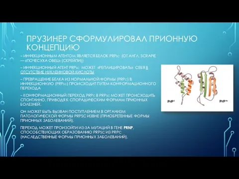 ПРУЗИНЕР СФОРМУЛИРОВАЛ ПРИОННУЮ КОНЦЕПЦИЮ – ИНФЕКЦИОННЫМ АГЕНТОМ ЯВЛЯЕТСЯ БЕЛОК PRPSC (ОТ