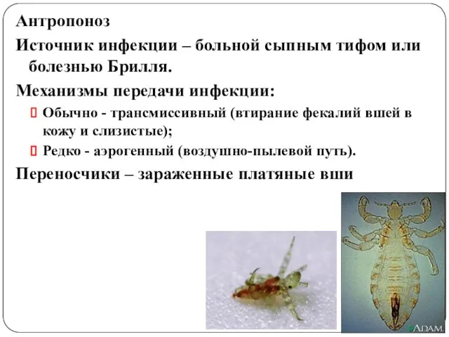 Антропоноз Источник инфекции – больной сыпным тифом или болезнью Брилля. Механизмы