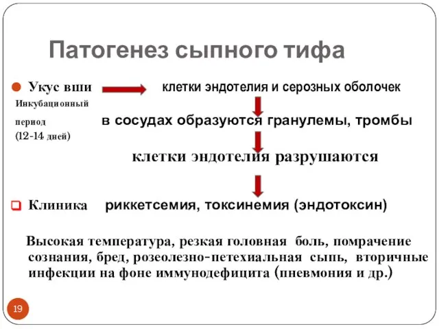 Патогенез сыпного тифа Укус вши клетки эндотелия и серозных оболочек Инкубационный