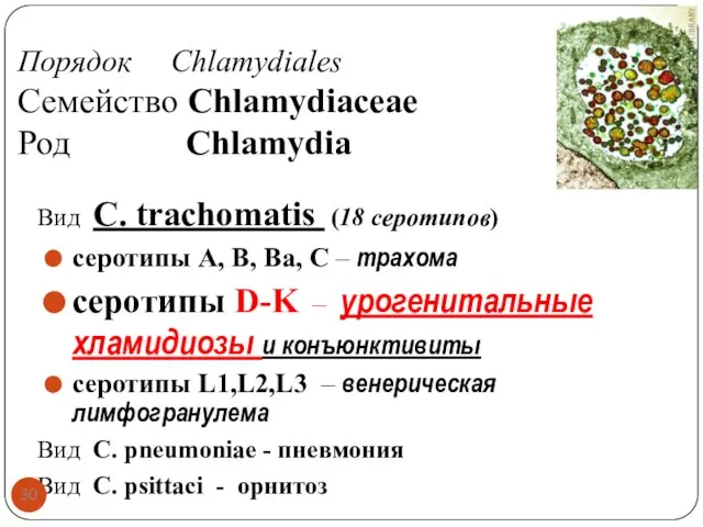 Порядок Chlamydiales Cемейство Chlamydiaceae Род Chlamydia Вид C. trachomatis (18 серотипов)