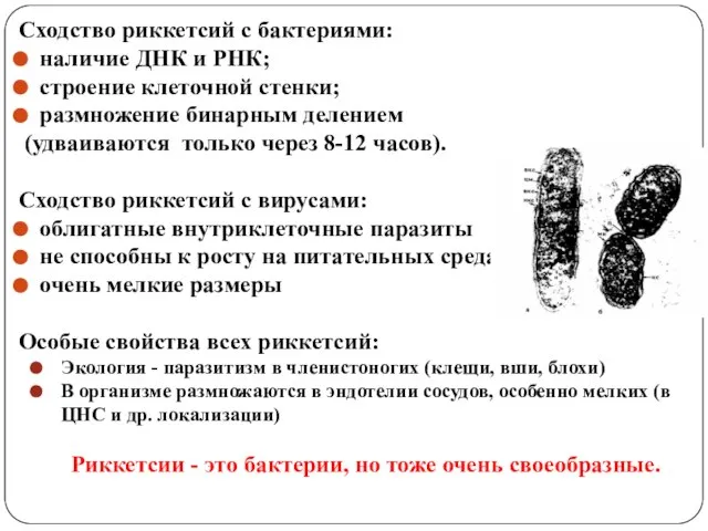 Сходство риккетсий с бактериями: наличие ДНК и РНК; строение клеточной стенки;