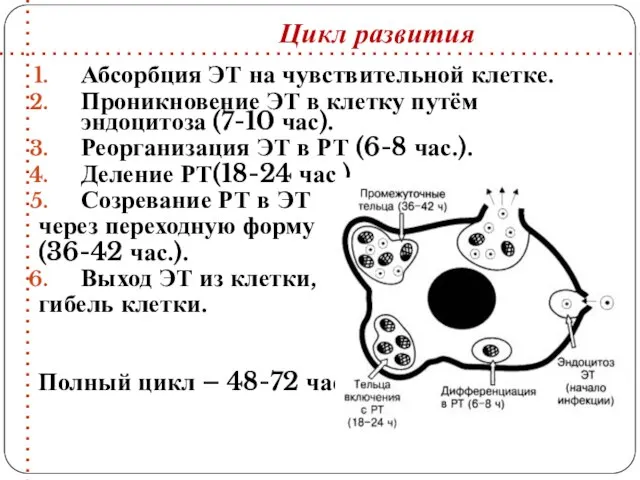 Абсорбция ЭТ на чувствительной клетке. Проникновение ЭТ в клетку путём эндоцитоза