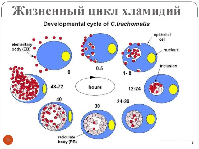 Жизненный цикл хламидий