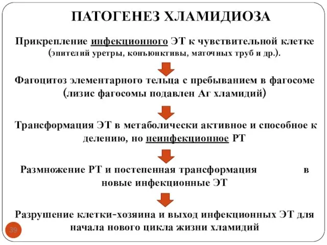 ПАТОГЕНЕЗ ХЛАМИДИОЗА Прикрепление инфекционного ЭТ к чувствительной клетке (эпителий уретры, конъюнктивы,