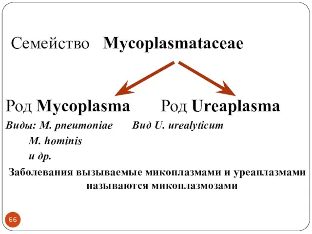 Cемейство Mycoplasmataceae Род Mycoplasma Род Ureaplasma Виды: M. pneumoniae Вид U.