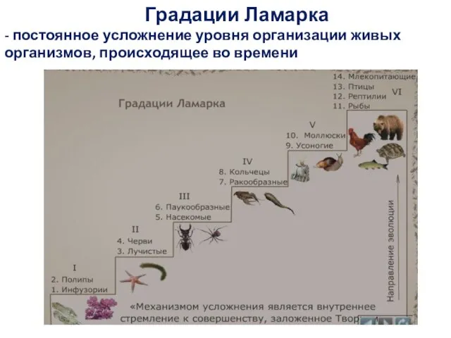 Градации Ламарка - постоянное усложнение уровня организации живых организмов, происходящее во времени