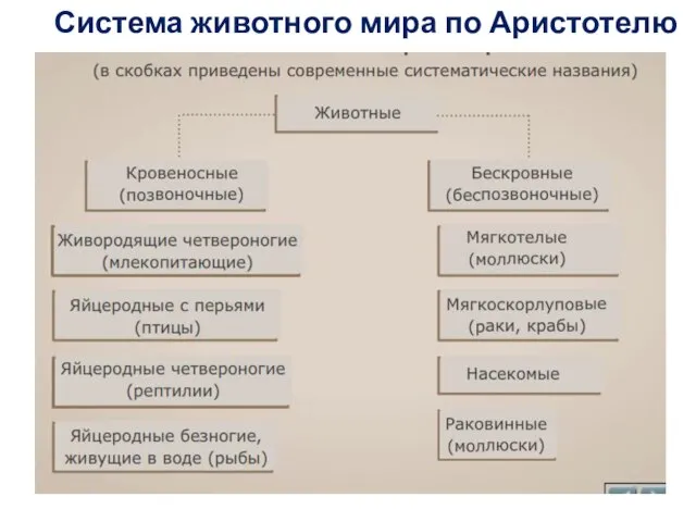 Система животного мира по Аристотелю