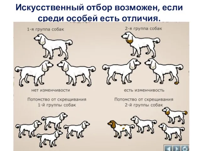 Искусственный отбор возможен, если среди особей есть отличия.