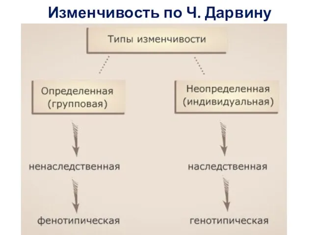 Изменчивость по Ч. Дарвину