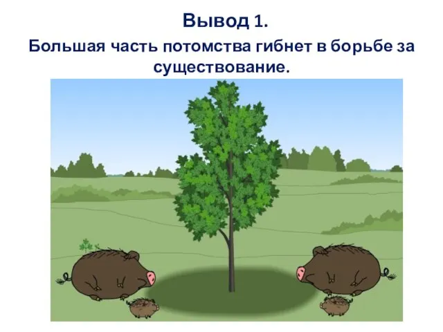 Вывод 1. Большая часть потомства гибнет в борьбе за существование.