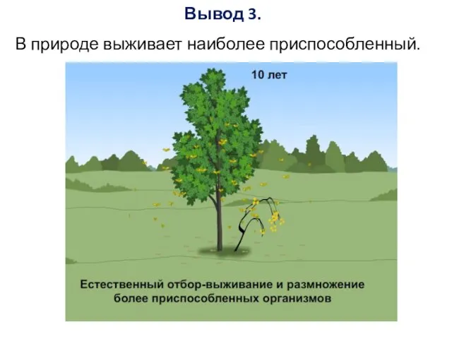 Вывод 3. В природе выживает наиболее приспособленный.