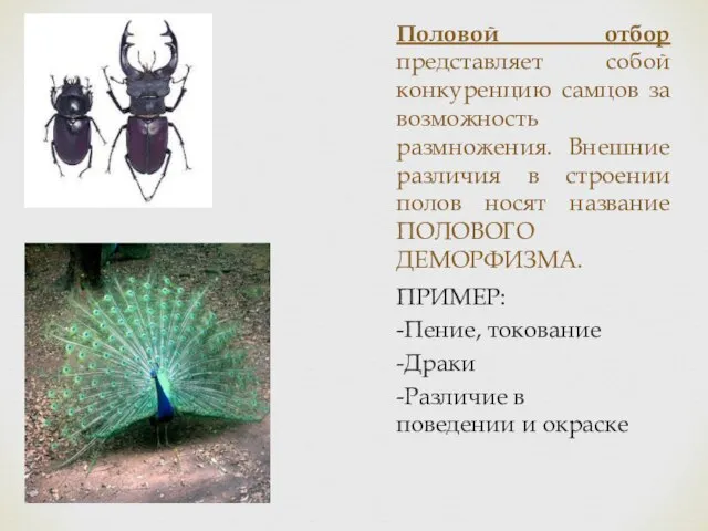 Половой отбор представляет собой конкуренцию самцов за возможность размножения. Внешние различия