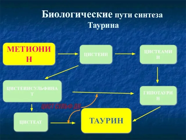 Биологические пути синтеза Таурина МЕТИОНИН ЦИСТЕИН ЦИСТЕАМИН ЦИСТЕИНСУЛЬФИНАТ ГИПОТАУРИН ЦИСТЕАТ ТАУРИН ЦИСТ СУЛЬФ ДК