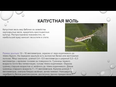 КАПУСТНАЯ МОЛЬ Капустная моль-вид бабочек из семейства серпокрылые моли, вредитель крестоцветных