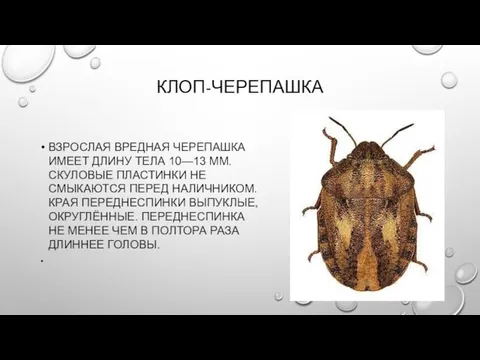 КЛОП-ЧЕРЕПАШКА ВЗРОСЛАЯ ВРЕДНАЯ ЧЕРЕПАШКА ИМЕЕТ ДЛИНУ ТЕЛА 10—13 ММ. СКУЛОВЫЕ ПЛАСТИНКИ