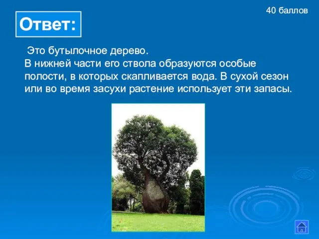 Ответ: Это бутылочное дерево. В нижней части его ствола образуются особые